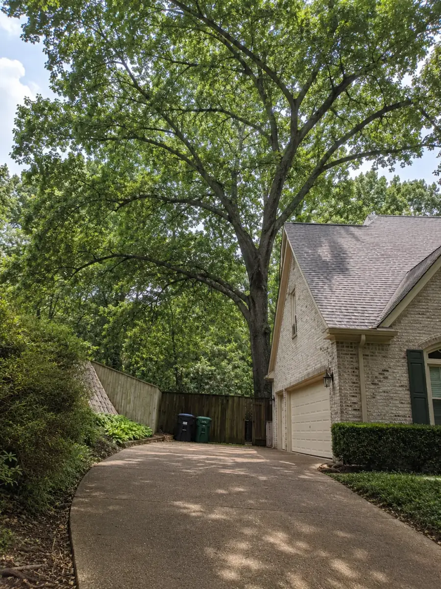 Clean yard after Raleigh TreeWorks completed tree work