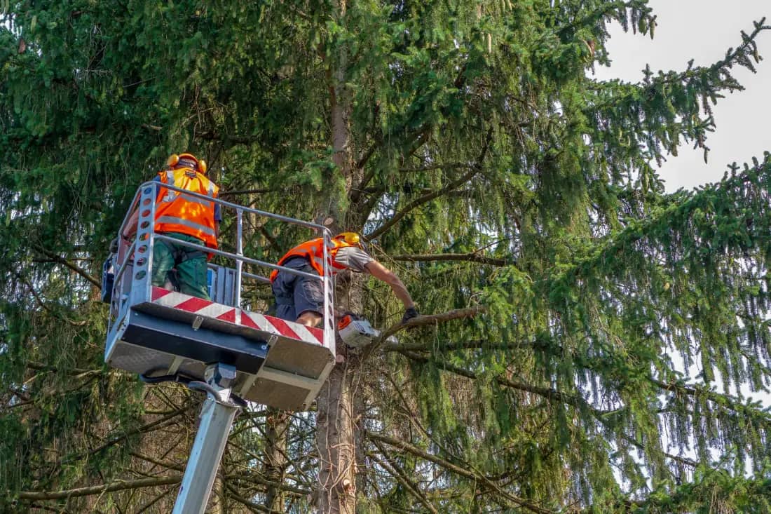 Raleigh TreeWorks tree care crew working in Raleigh — photo 1