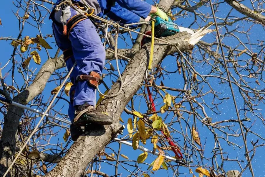 Arborist Services by Raleigh TreeWorks in Raleigh