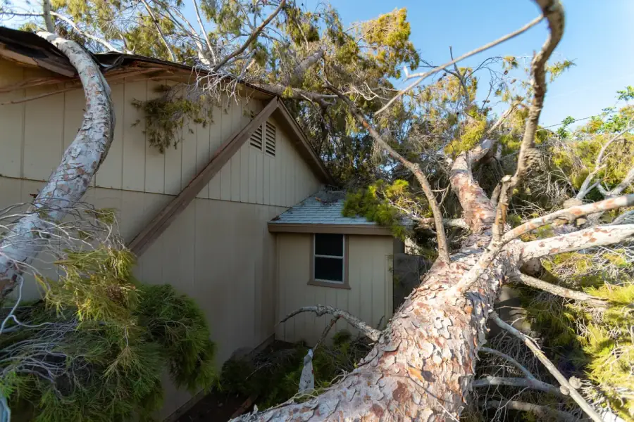 Fallen tree after storm damage — emergency tree service in Raleigh