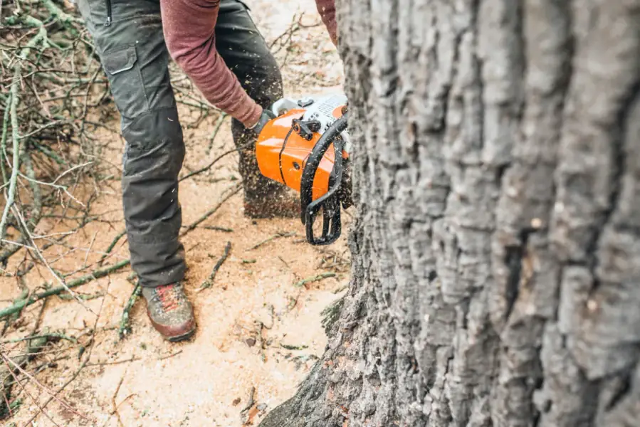 Tree Removal in Raleigh by Raleigh TreeWorks