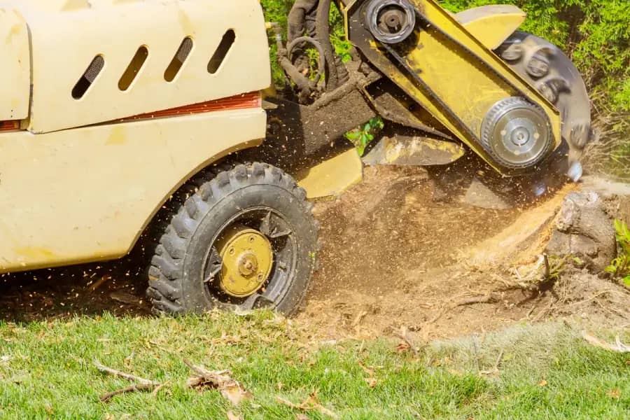 Stump Grinding by Raleigh TreeWorks in Raleigh