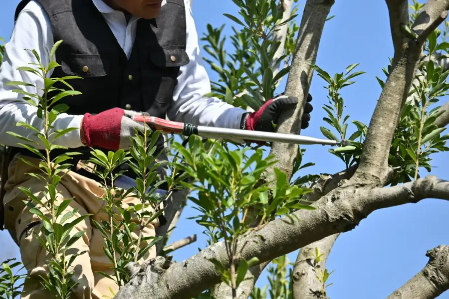 Tree Trimming in Raleigh by Raleigh TreeWorks