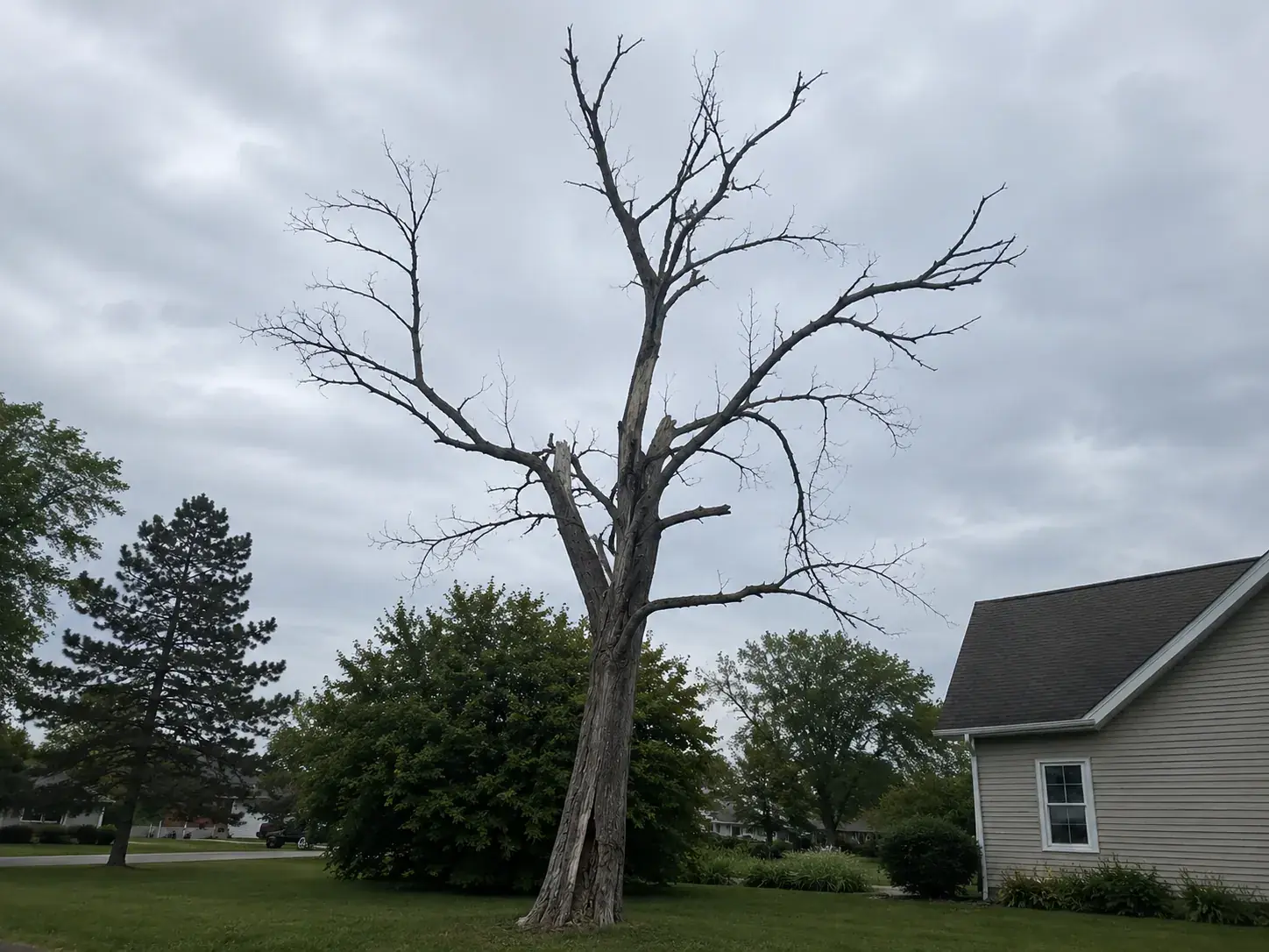 Raleigh yard tree with a split union and thinning upper canopy
